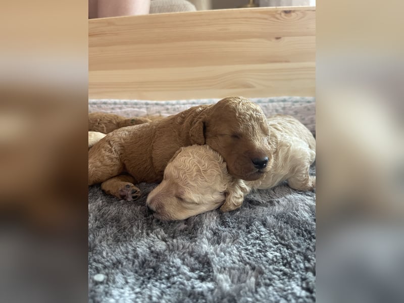 Zauberhafte Labradoodle F1b Welpen - suchen ihr Für-immer-Zuhause!