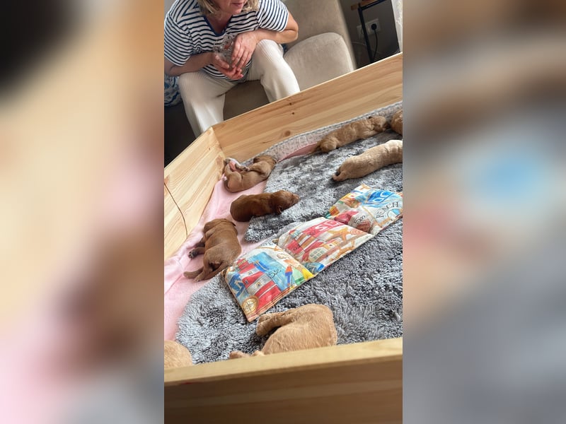 Zauberhafte Labradoodle F1b Welpen - suchen ihr Für-immer-Zuhause!