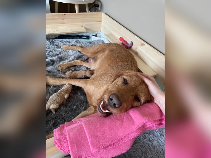 Zauberhafte Labradoodle F1b Welpen - suchen ihr Für-immer-Zuhause!