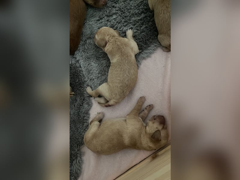 Zauberhafte Labradoodle F1b Welpen - suchen ihr Für-immer-Zuhause!