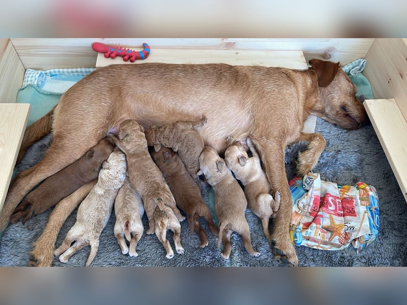 Zauberhafte Labradoodle F1b Welpen - suchen ihr Für-immer-Zuhause!