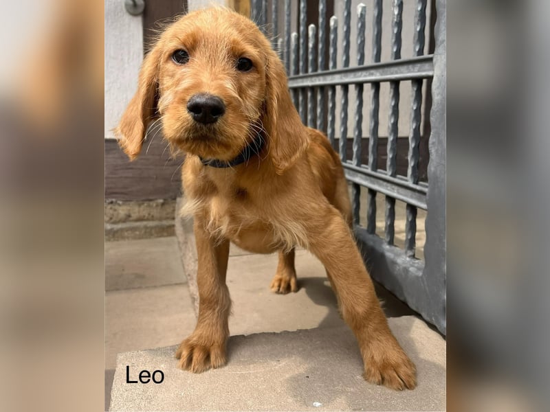 Labradoodle F1 apricot