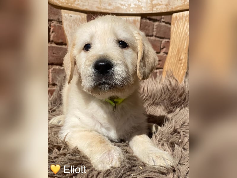 Labradoodle F1 apricot