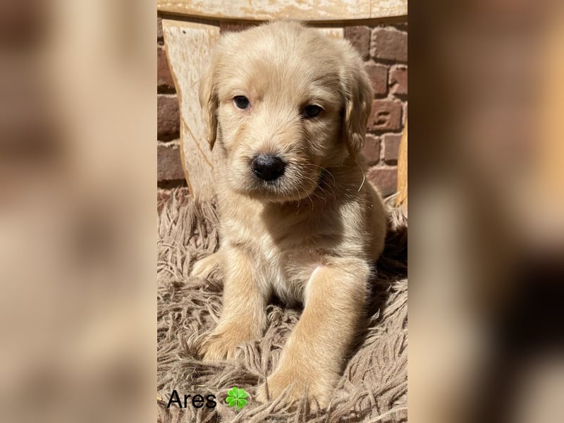 Labradoodle F1 apricot