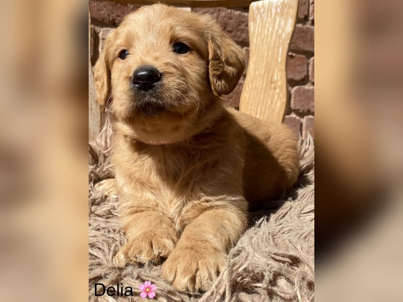 Labradoodle F1 apricot