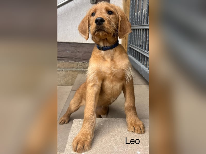 Labradoodle F1 apricot