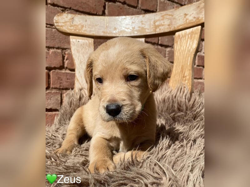 Labradoodle F1 apricot