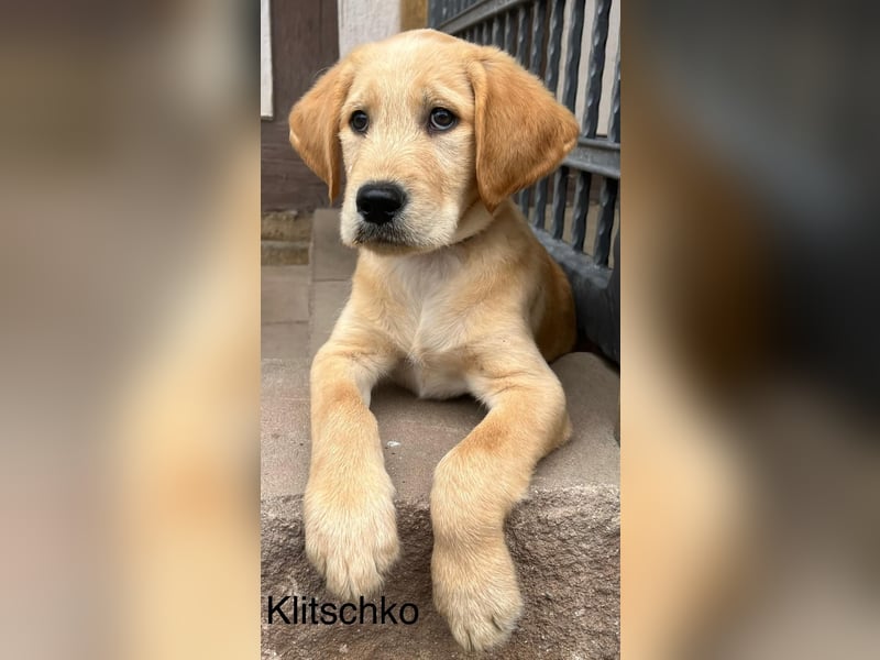 Labradoodle F1 apricot