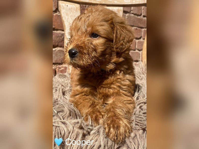 Labradoodle F1 apricot