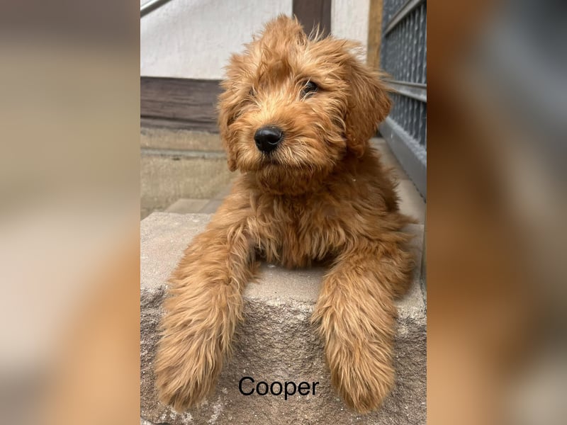 Labradoodle F1 apricot