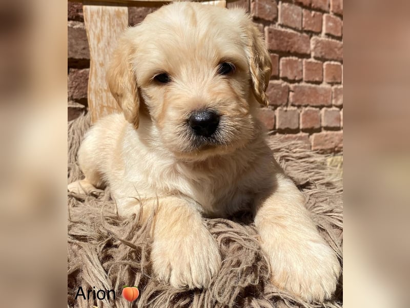 Labradoodle F1 apricot