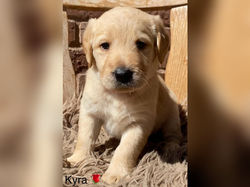 Labradoodle F1 apricot