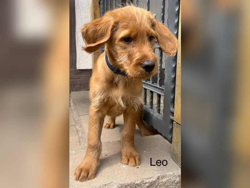 Labradoodle F1 apricot