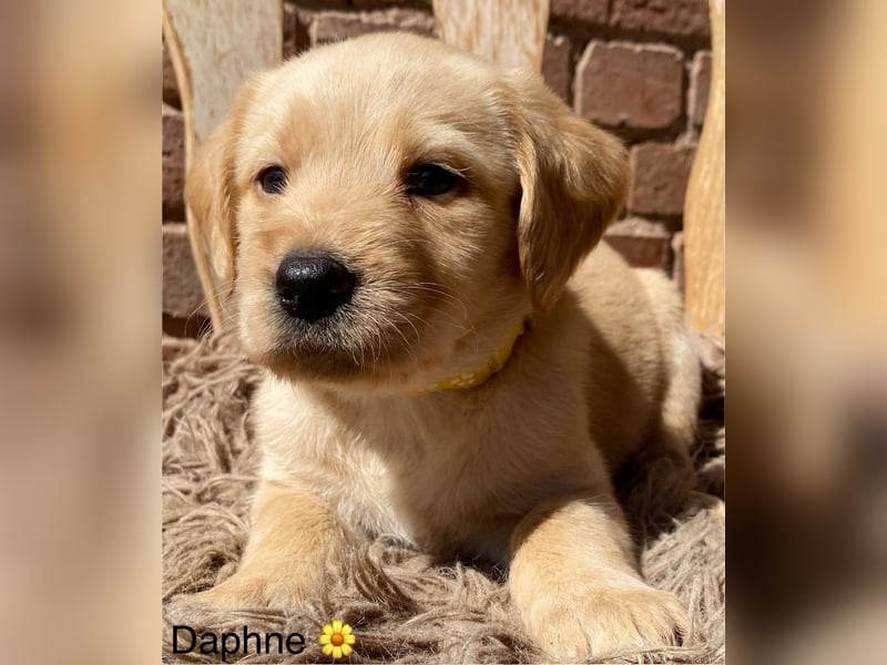 Labradoodle F1 apricot