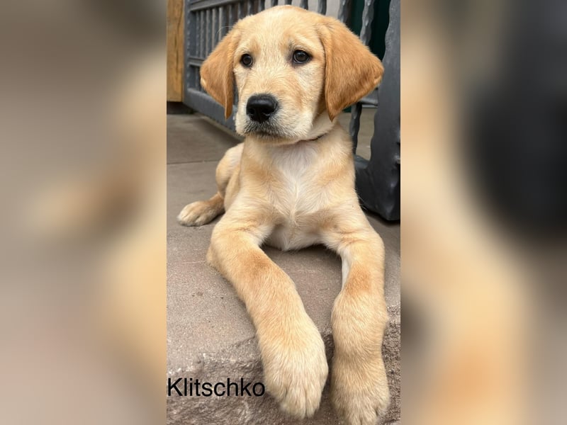 Labradoodle F1 apricot