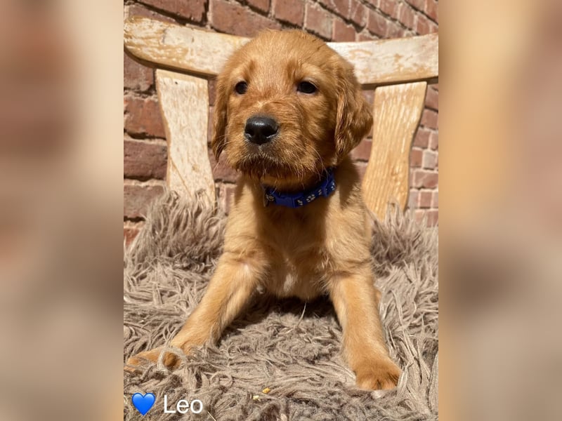 Labradoodle F1 apricot
