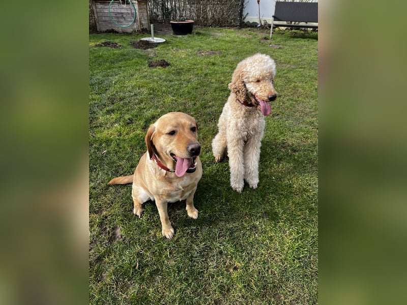 Labradoodle Welpen