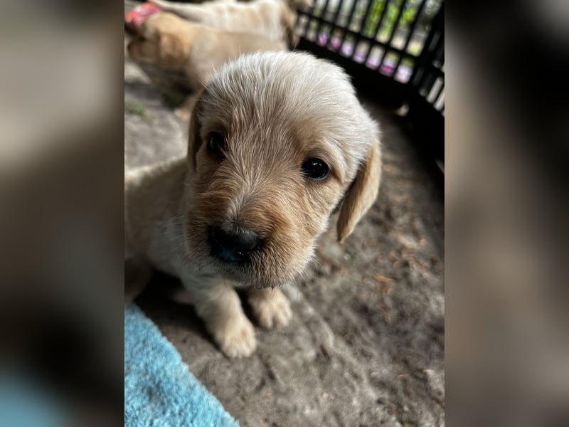 Labradoodle Welpen