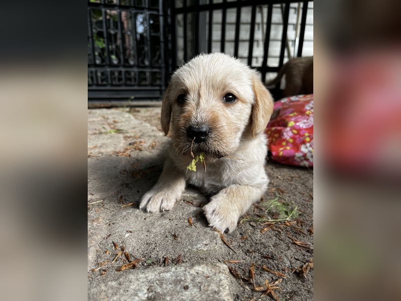 Labradoodle Welpen
