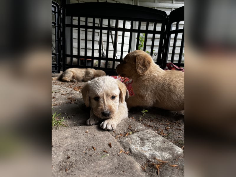 Labradoodle Welpen