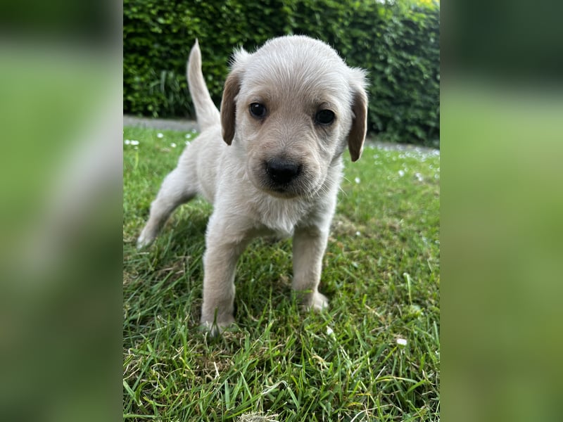 Labradoodle Welpen