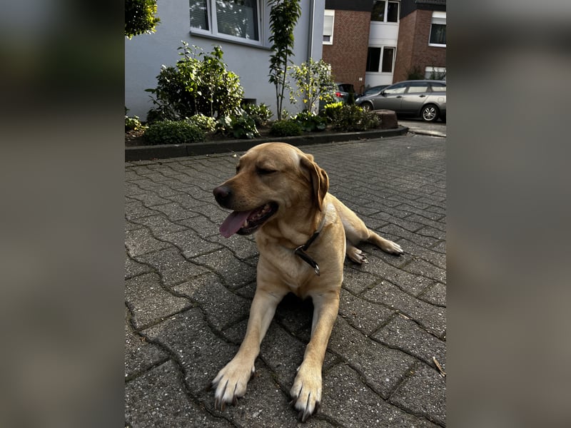 Labradoodle Welpen