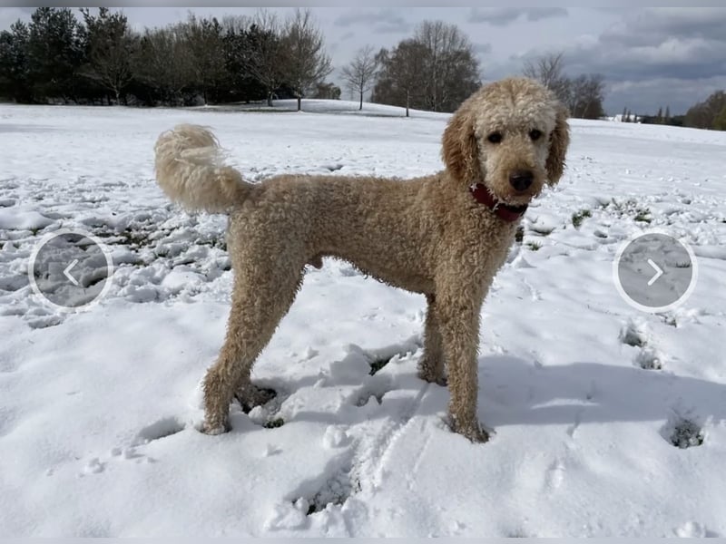 Labradoodle Welpen