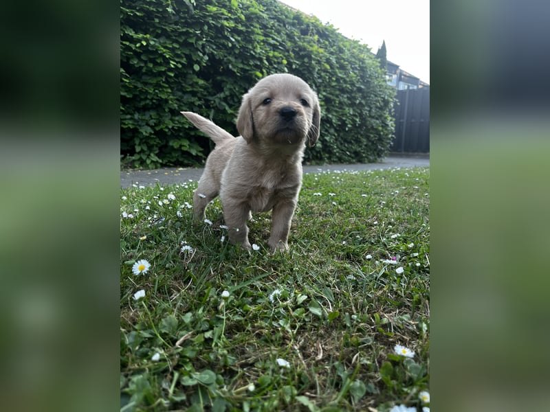 Labradoodle Welpen