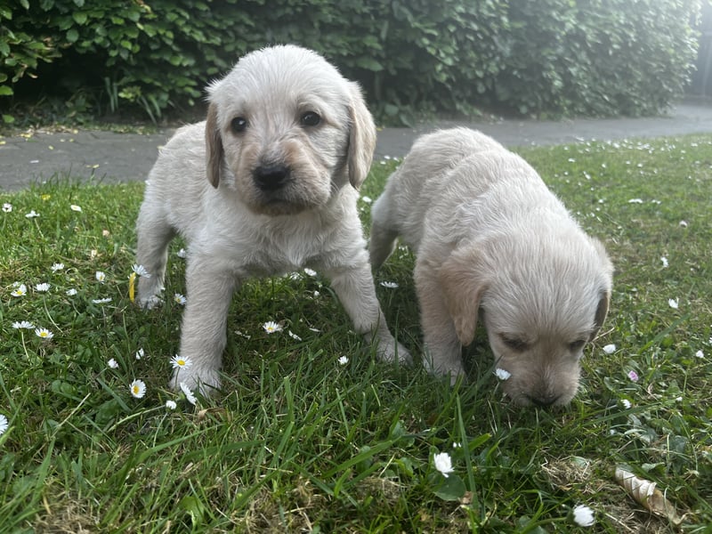 Labradoodle Welpen