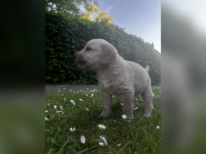Labradoodle Welpen