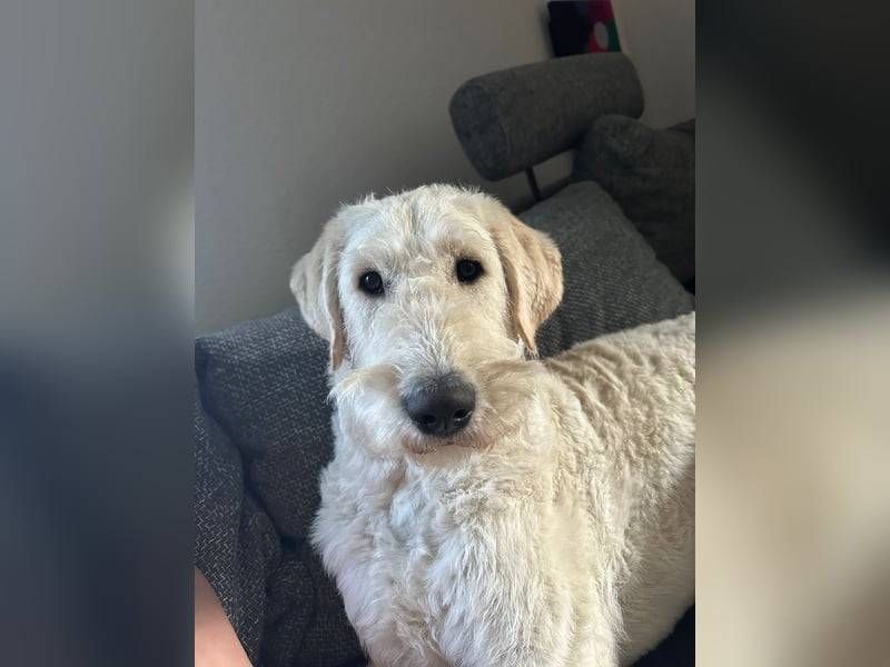 Labradoodle in erfahrene Hände abzugeben