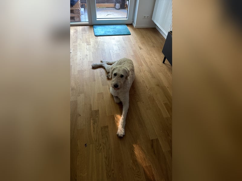 Labradoodle in erfahrene Hände abzugeben