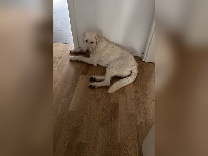 Labradoodle in erfahrene Hände abzugeben