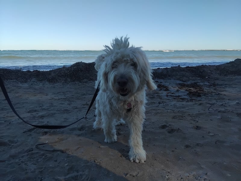 Labradoodle Hündin sucht neues Zuhause