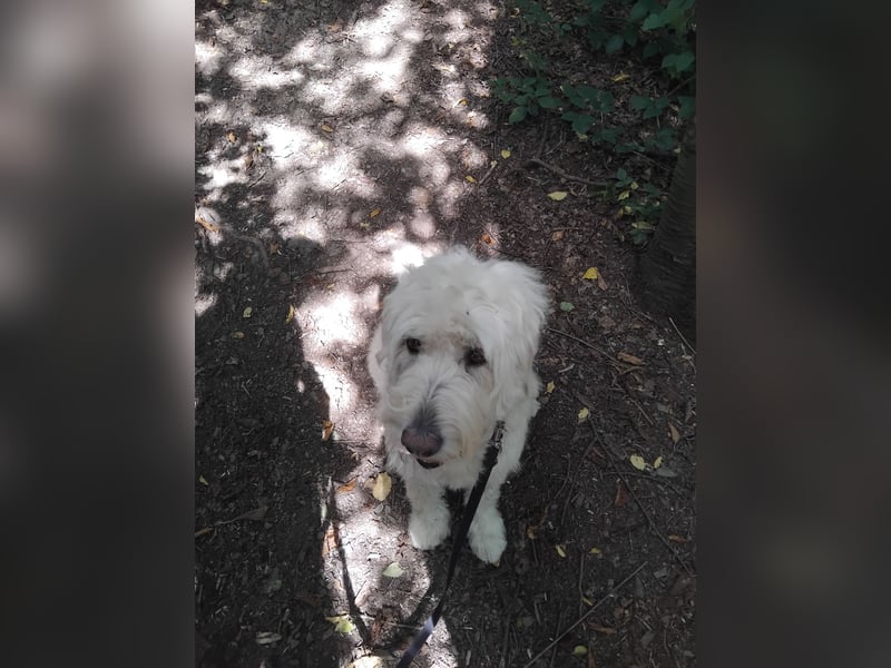 Labradoodle Hündin sucht neues Zuhause