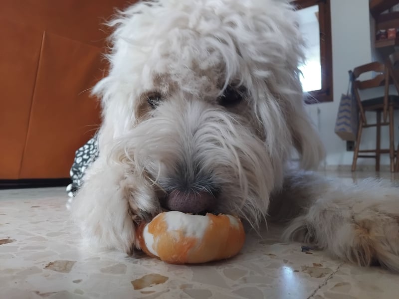 Labradoodle Hündin sucht neues Zuhause