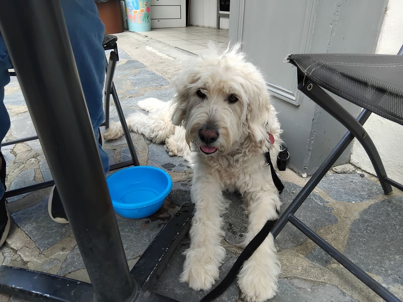 Labradoodle Hündin sucht neues Zuhause