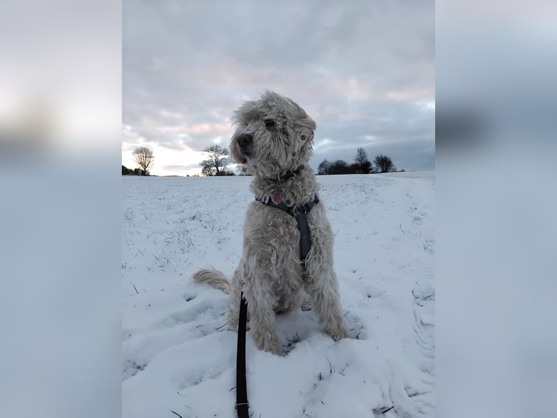 Labradoodle Hündin sucht neues Zuhause