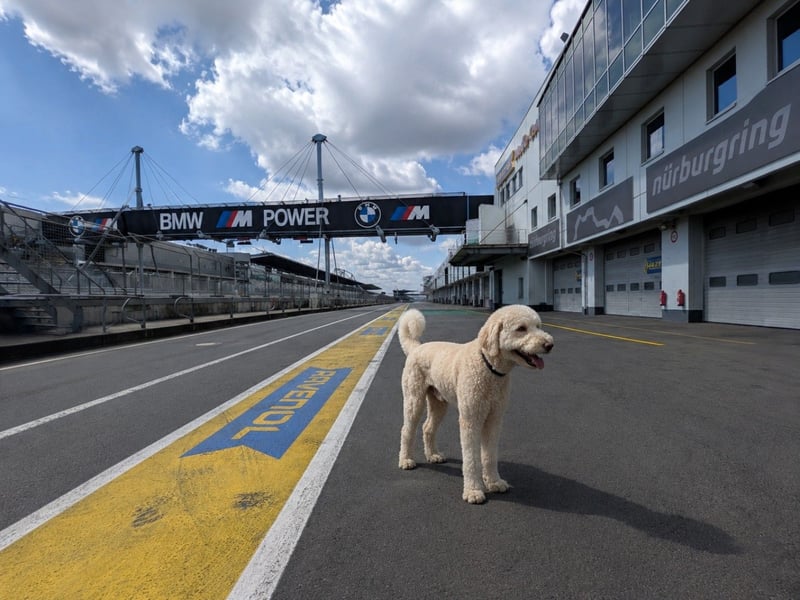 Labradoodle Heinrich – freundlicher, großer Deckrüde
