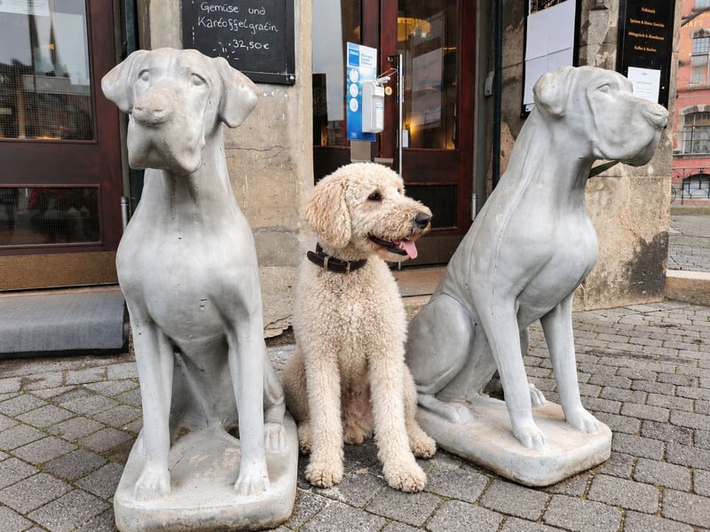 Labradoodle Heinrich – freundlicher, großer Deckrüde