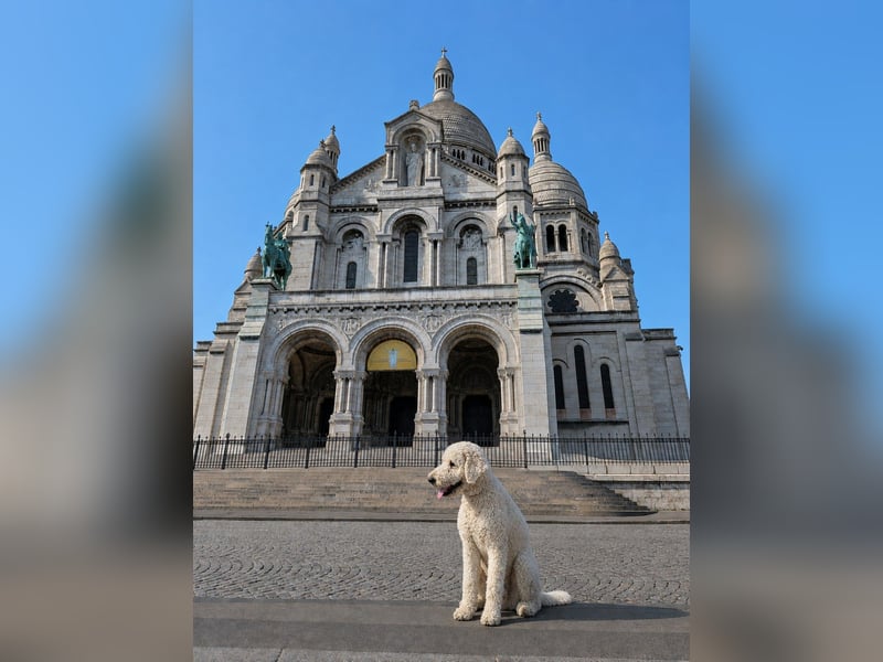 Labradoodle Heinrich – freundlicher, großer Deckrüde