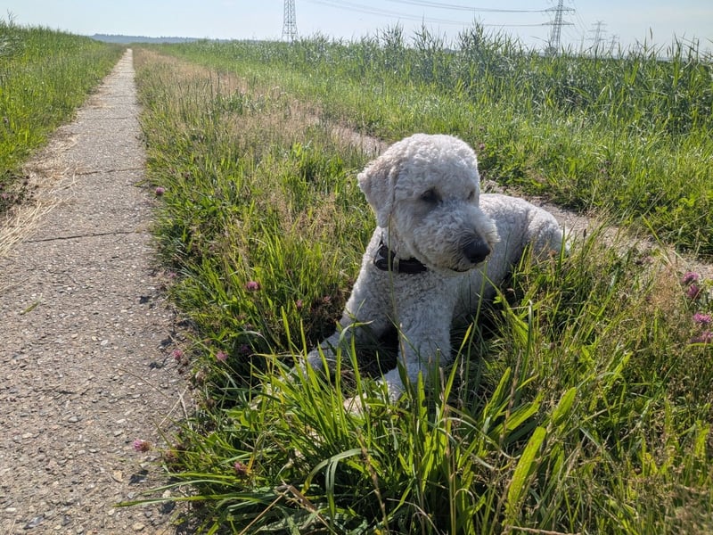 Labradoodle Heinrich – freundlicher, großer Deckrüde
