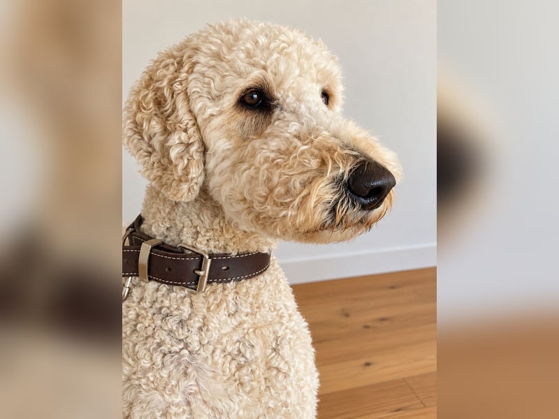 Labradoodle Heinrich – freundlicher, großer Deckrüde