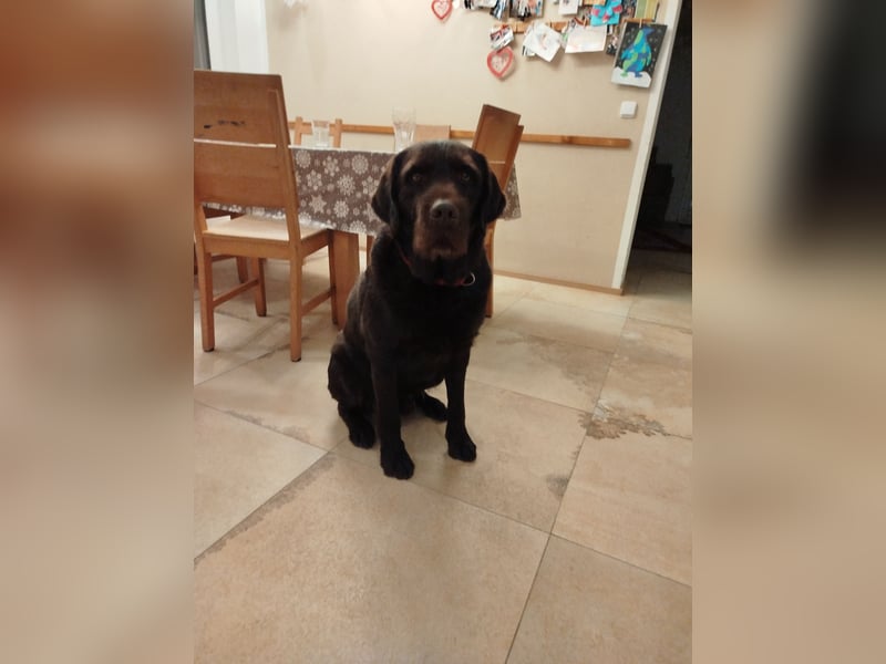 Labradoodle chocko braun