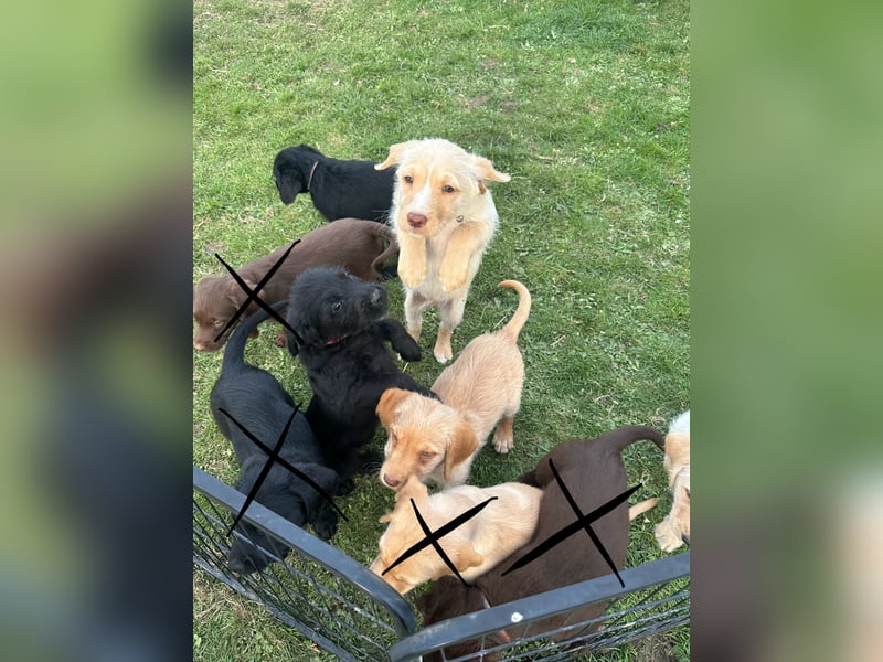 Doodle/Labrador Welpen