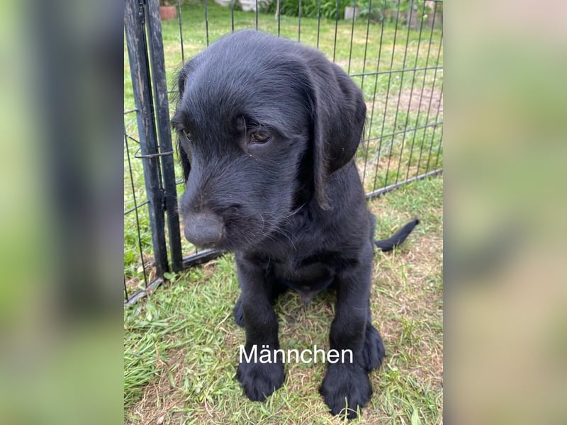 Doodle/Labrador Welpen