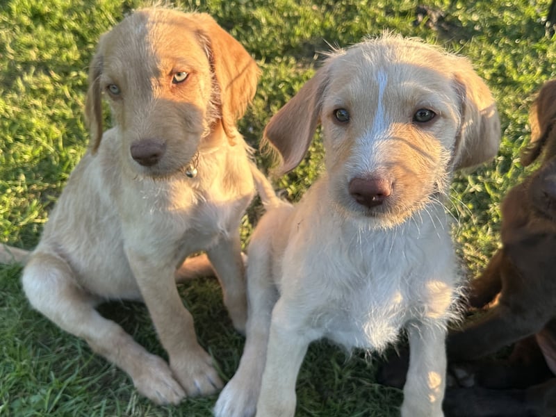 Doodle/Labrador Welpen