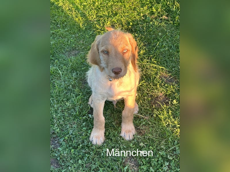 Doodle/Labrador Welpen