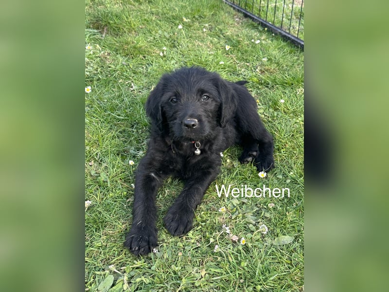 Doodle/Labrador Welpen