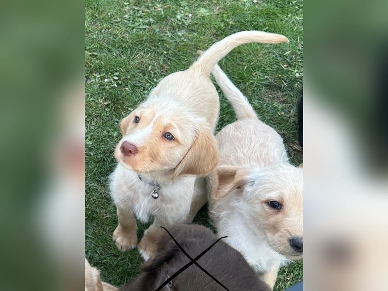 Doodle/Labrador Welpen